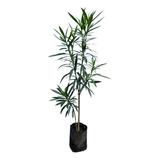 Plantas Laurel De Flor Cerco Vivo Perimetral Vivero Pack X7