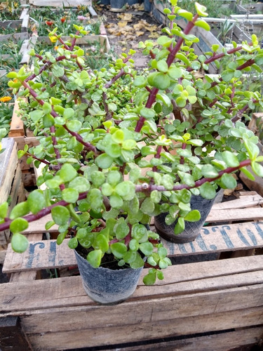 Portulacaria Afra / Árbol De La Moneda / Arbusto Elefante