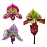 Muda De Orquidea Sapatinho Paphiopediulum  Kit C/3 Exoticas