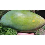 1 Arbolito De Mango Papaya Gigante Fruta Exotica P/ Huertos