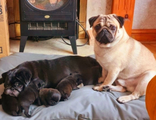 Pug Cachorros Machos Y Hembras