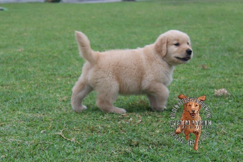 Cachorros Golden De Criadero Golden Retriever Argentina