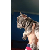 Cachorro Blue Merle Bulldog Frances 