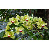 300 Semillas De Orquídea Cymbidium Verde + Instructivo 