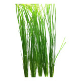 Vallisneria Planta Acuática 12 Tallos De 25 A 35cm