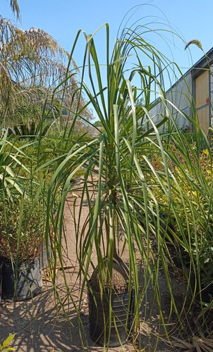 Nolina, Pata De Elefante (beaucarnea Stricta) En 15 Litros.