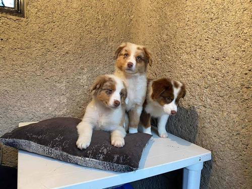 Pastor Ovejero Australiano ,aussie Hermosos Cachorros 