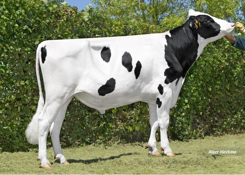Semen Bovino Holstein - Ovation P
