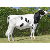 Semen Bovino Holstein - Ovation P