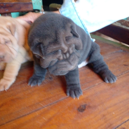 Shar Pei 