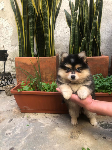 Pomsky Cachorros