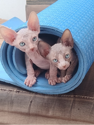 Gatos Esfinge Sphynx Egipcios Sin Pelo Medellin 