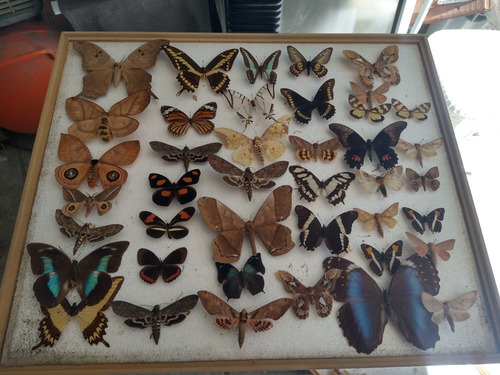 Mariposas Disecadas Colección Varias Especies 