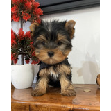 Yorkshire Terrier (macho) Ambos Padres Inscritos 