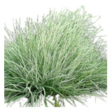 Paspalum Exaltatum Graminea Planta Nativa Pampa Grass