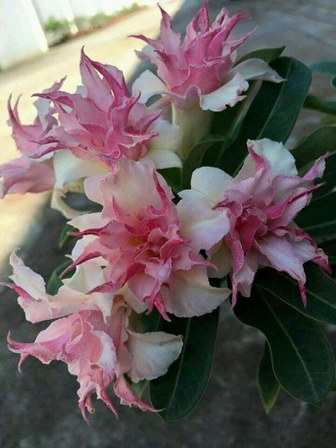  Adenium Rosa Del Desierto Miller