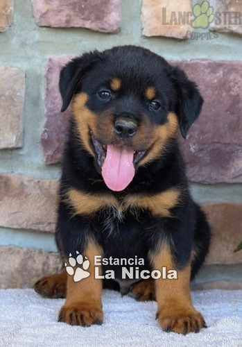 Cachorros Rottweiler 25