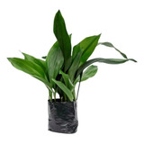  Aspidistra: Planta Resistente Para Decorar Tu Hogar 