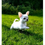 Cachorro Chihuahua Blanco Cabeza De Manzana 001