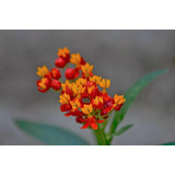 Semillas De Asclepias C.  Bandera Española  Atrae Mariposas