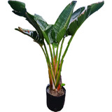 Strelitzia Nicolai Flor Blanca 120-130 Cm 10 Litros