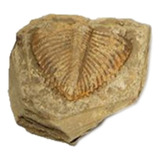 1 Pieza De Cola Trilobita Natural De Fósiles Antiguos Ensado