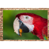 Cuadro 60x90cm Loro Bird Pajaro Guacamayo Selva Libre M3