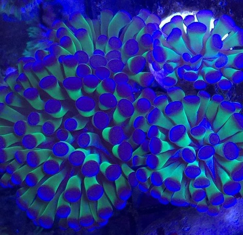 Coral Hammer Ultra Purple And Green