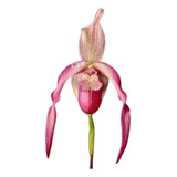 Muda Jovem Orquídea Sapatinho Phragmipedium Schroederae