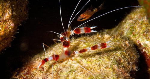 Casal De Camarão Stenopus Hispidus