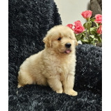 Golden Retriever  - Lindos Filhotes Com Pedigree Cbkc E Fci 