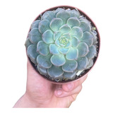 Suculenta Echeveria Tinkerbell Pote 11 Planta Externa De Sol