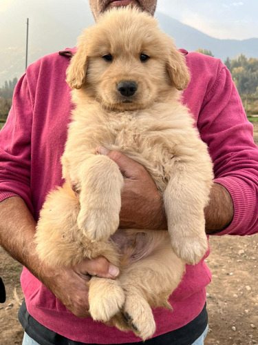 Maravillosos Cachorros Golden Retriever Inscritos En Kennel 