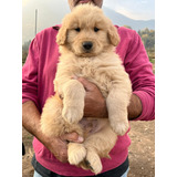 Maravillosos Cachorros Golden Retriever Inscritos En Kennel 