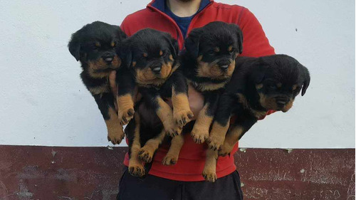 Cachorros Rottweiler Linea Alemana