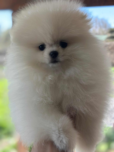 Pomerania Machito Blanco Hermoso Kcc