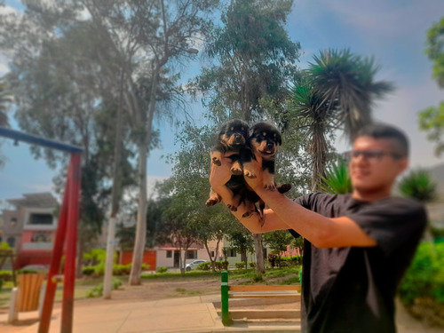 Cachorros Rottweiler Inscritos Kennel Club