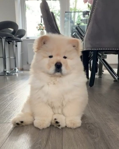 Chow Chow