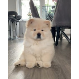 Chow Chow