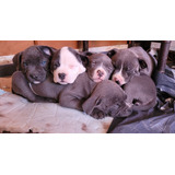 Cachorros Pitbull Blue Nacidos El 14-3-2024