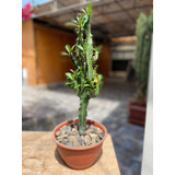 Cactus Ornamental Interior Exterior  Euphorbia Trigona C/u.