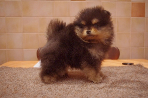 Alucinante Pomerania Linaje Campeones Del Mundo 1