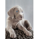 Filhotes De Weimaraner 