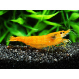 Neocaridina Orange Fantasy Sakura (leia A Descrição)