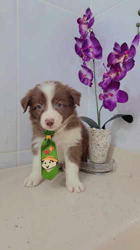 Border Collie Macho E Fêmea