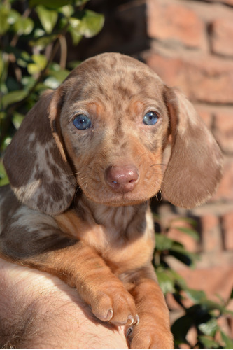 Cachorros  Dachshund Salchicha Mini Arlequin 