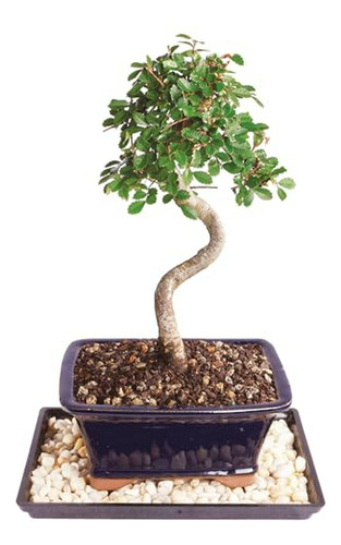 Live Árbol De Bonsái De Olmo Chino, Exterior, Pequeño, 5 Año