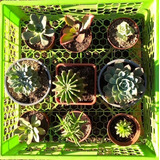 Suculentas Y Cactus Pack 3  Yita Little Garden 