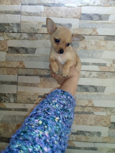 Chihuahua Mini Hembra 