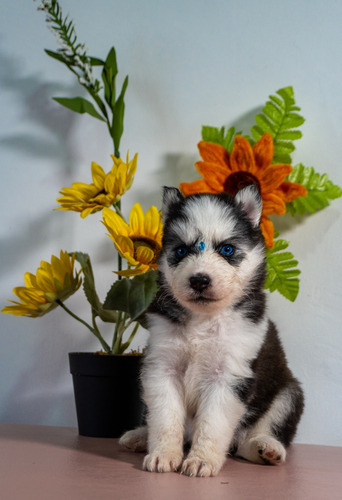 Perros Husky Siberiano 